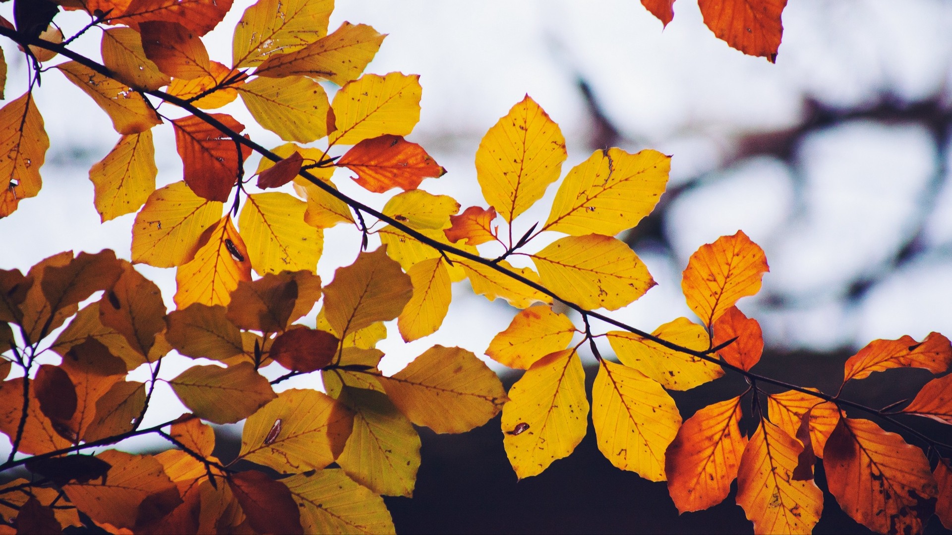 葉 黄色 乾燥 枝 秋 写真 写真 デスクトップ壁紙