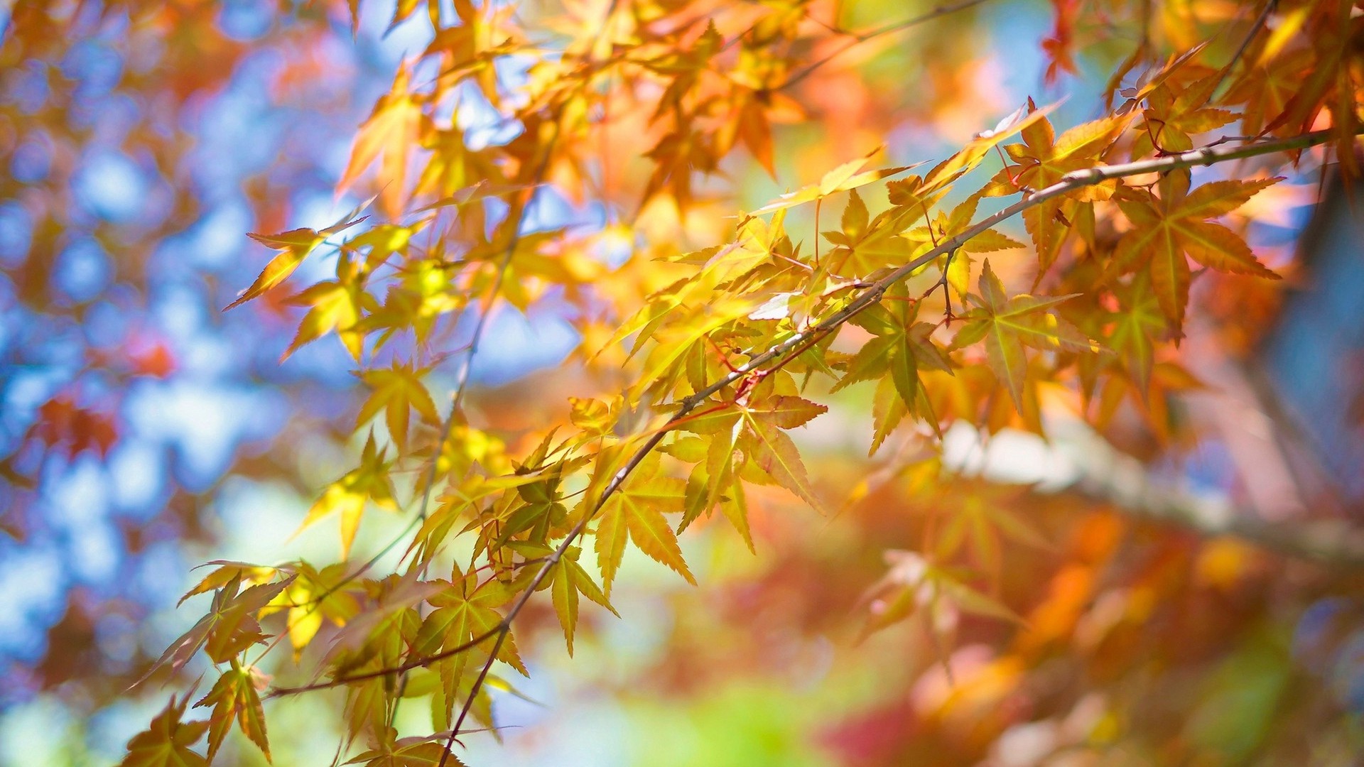 1920x1080 wallpapers: leaves, autumn, tree, branch (image)