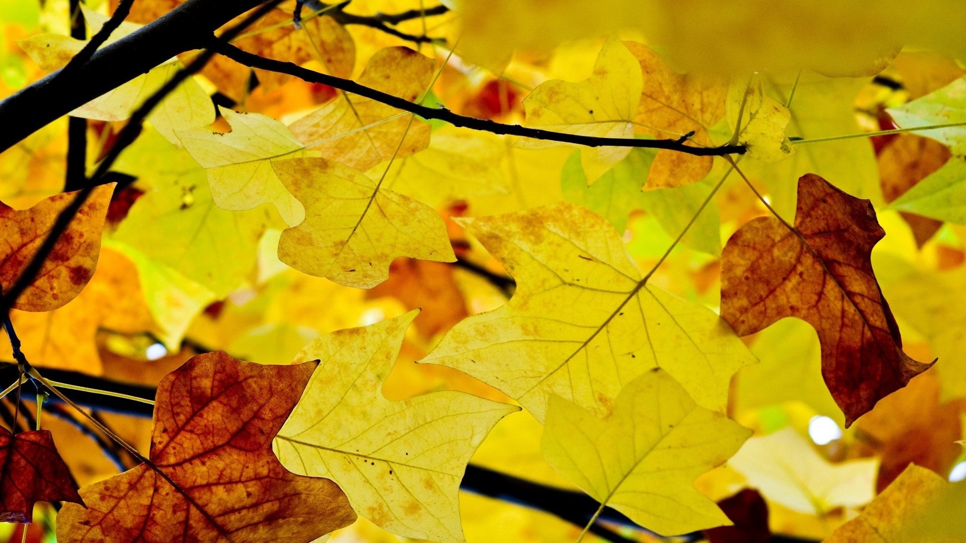 1920x1080 wallpapers: leaves, branches, autumn, yellow (image)