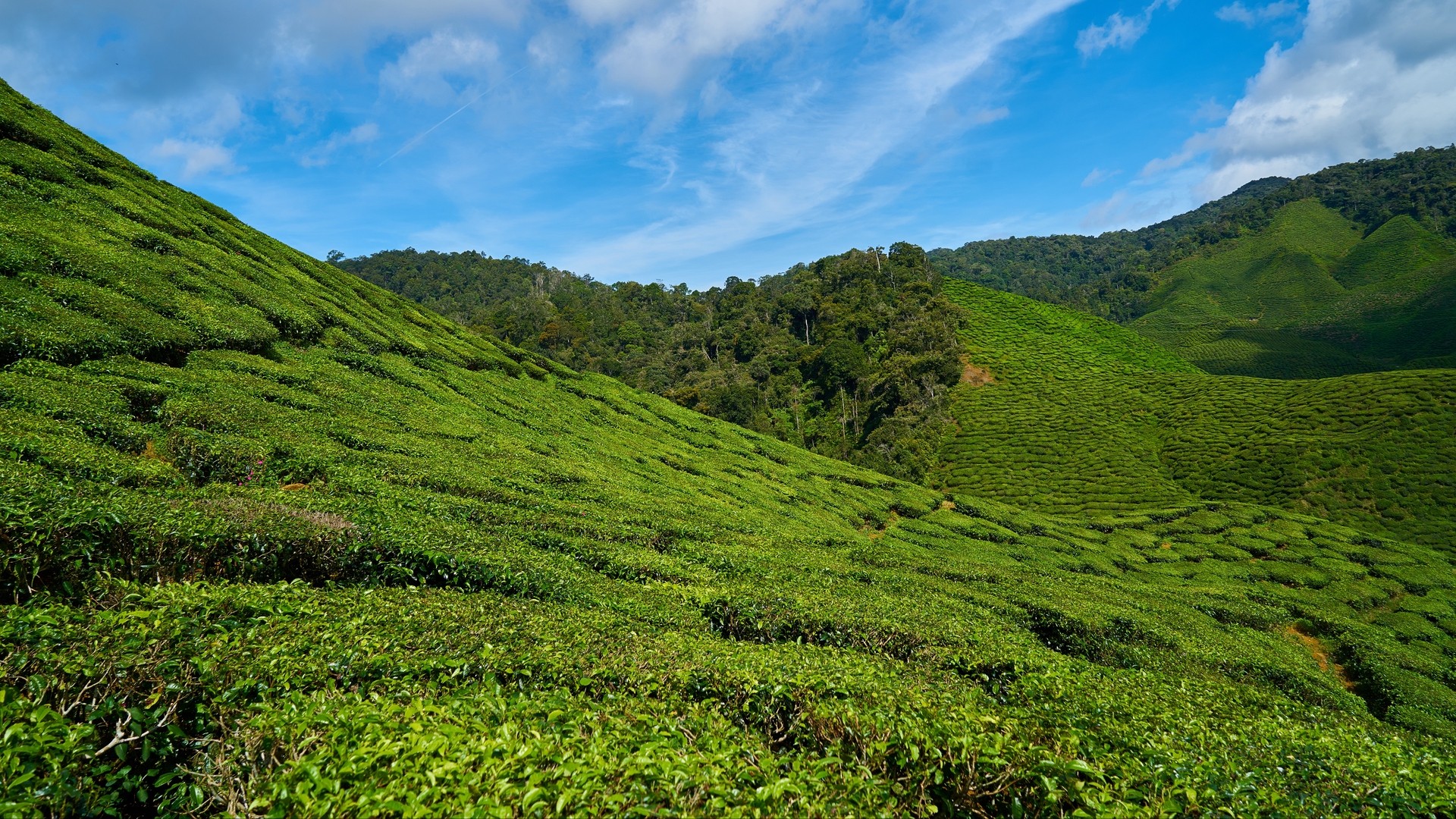 1920x1080 wallpapers: malaysia, tea plantations, sky (image)