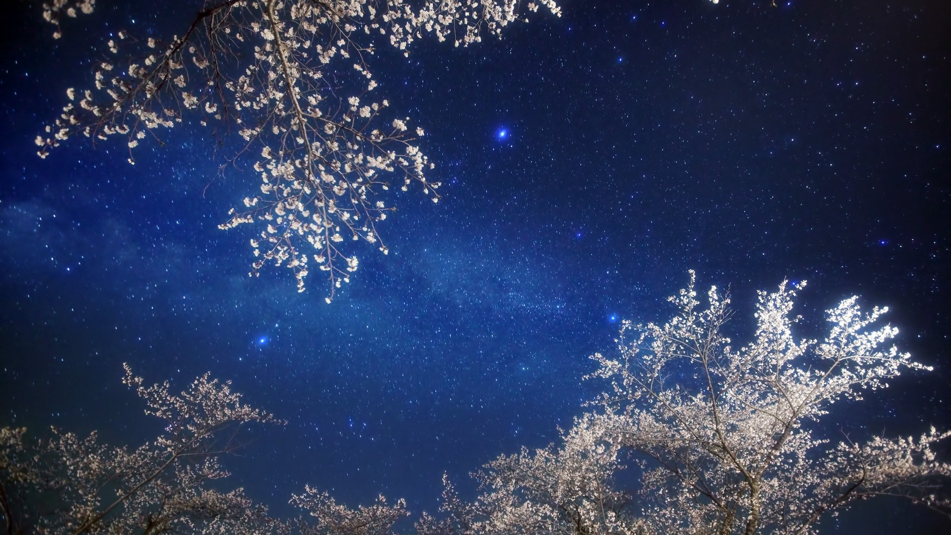 1920x1080 wallpapers: 天空，星星，树枝，光芒，夜晚 (image)