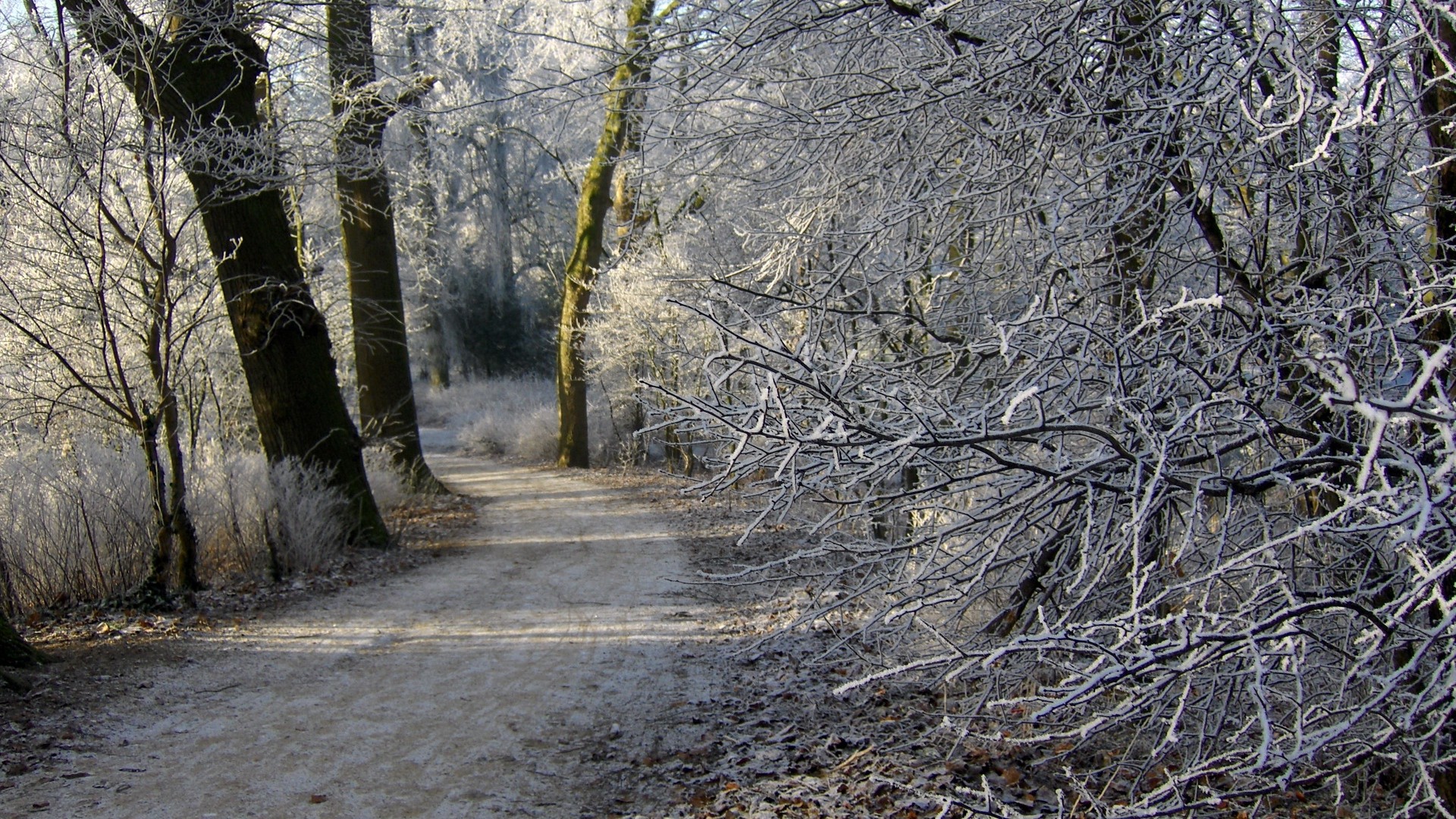 1920x1080 wallpapers: the netherlands, groningen, road, trees, hoarfrost, winter, forest (image)