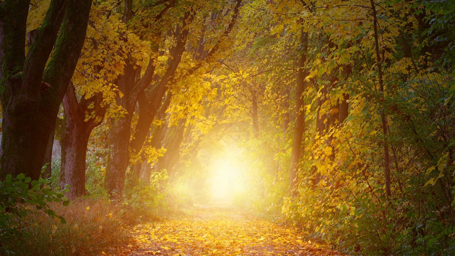 1920x1080 wallpapers: autumn, trees, arch, sunlight (image)