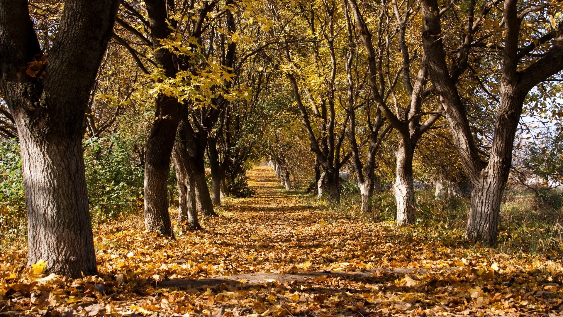 1920x1080 wallpapers: autumn, trees, leaf fall, October, wilting, ranks, trail (image)