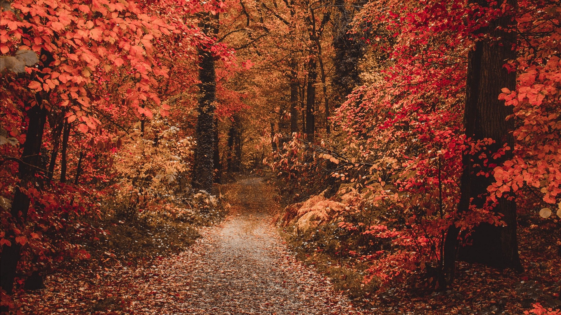 1920x1080 wallpapers: autumn, forest, path, foliage, autumn colors (image)