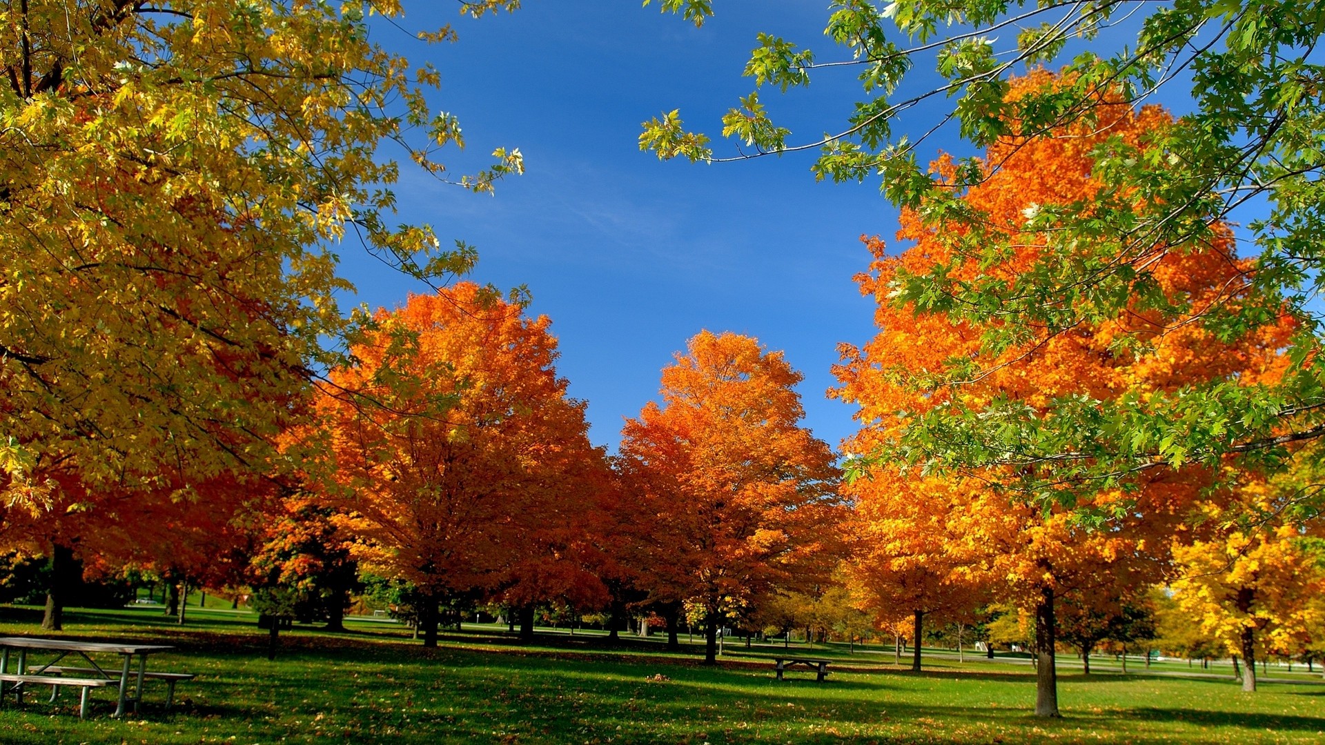 1920x1080 wallpapers: autumn, park, trees, leaves, picnic, amazing wallpaper (image)