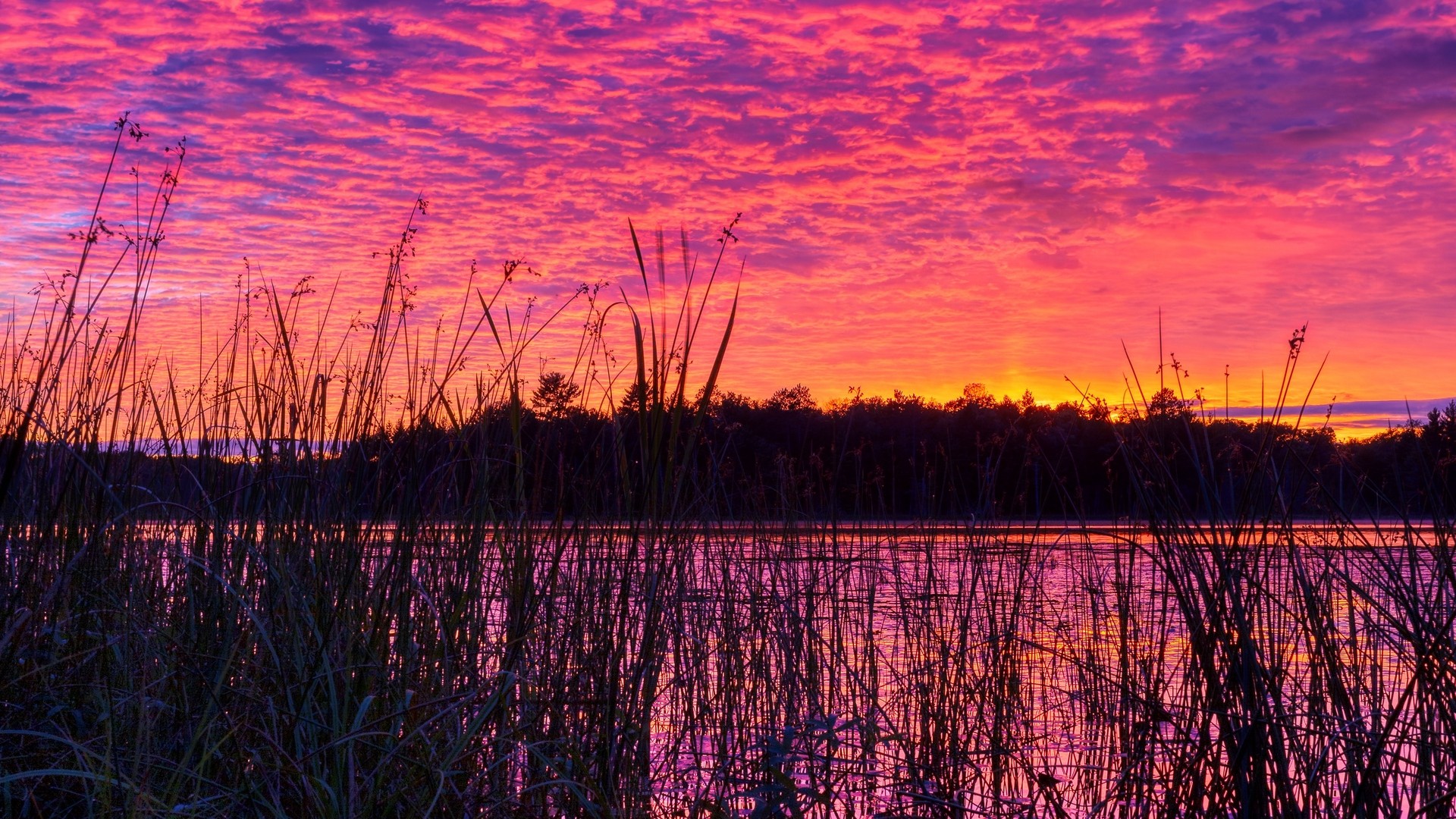 1920x1080 wallpapers: lake, reed, sunset, purple (image)