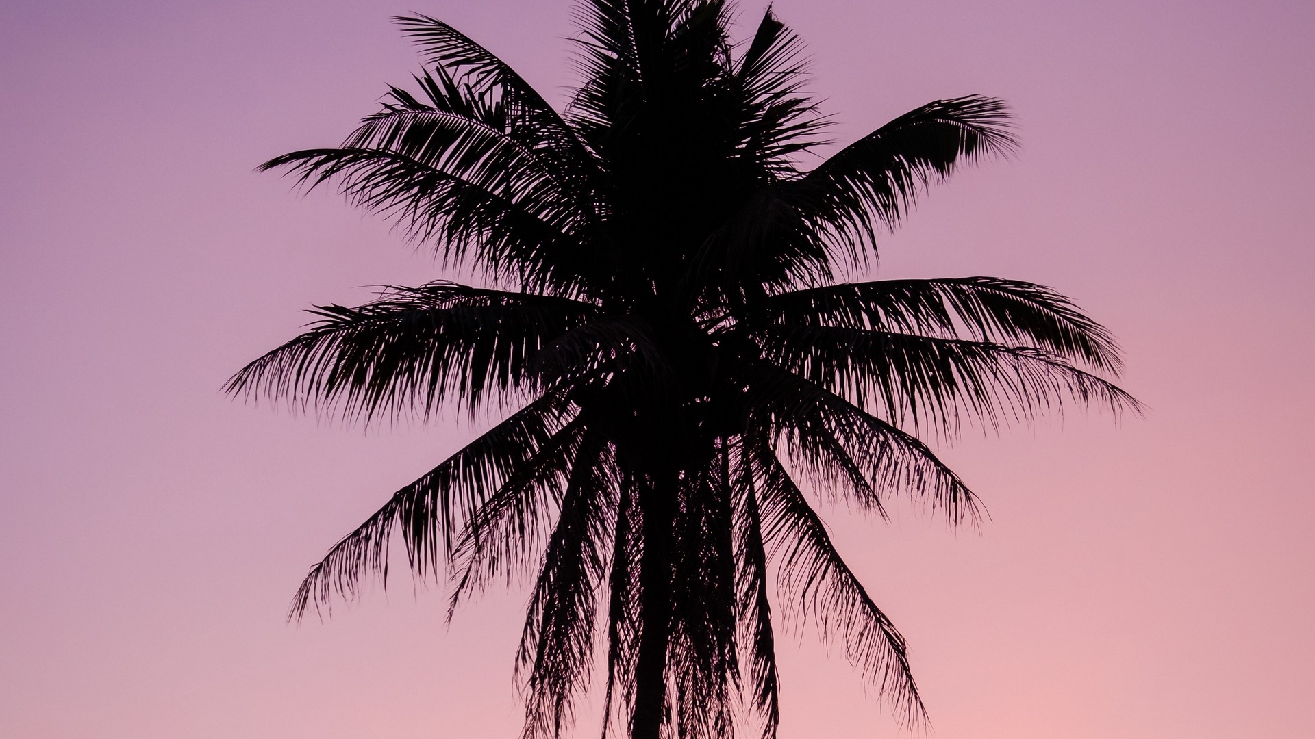 Wallpaper Purple Palm Tree Background - img-gimcrackery