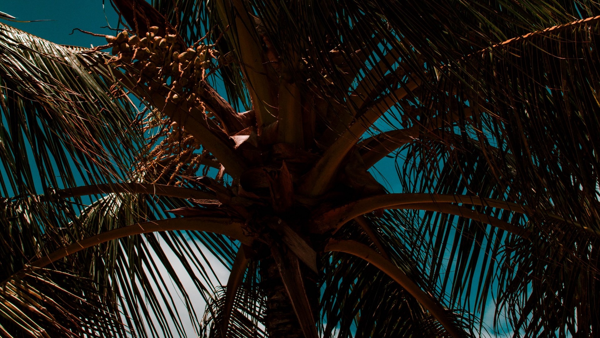 1920x1080 wallpapers: palm tree, branches, leaves, sky, wind, tropics (image)