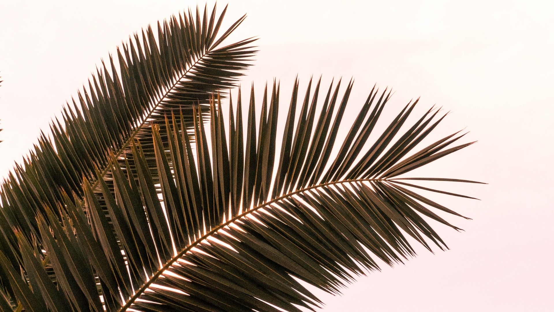 1920x1080 wallpapers: palm, branches, leaves, plant (image)