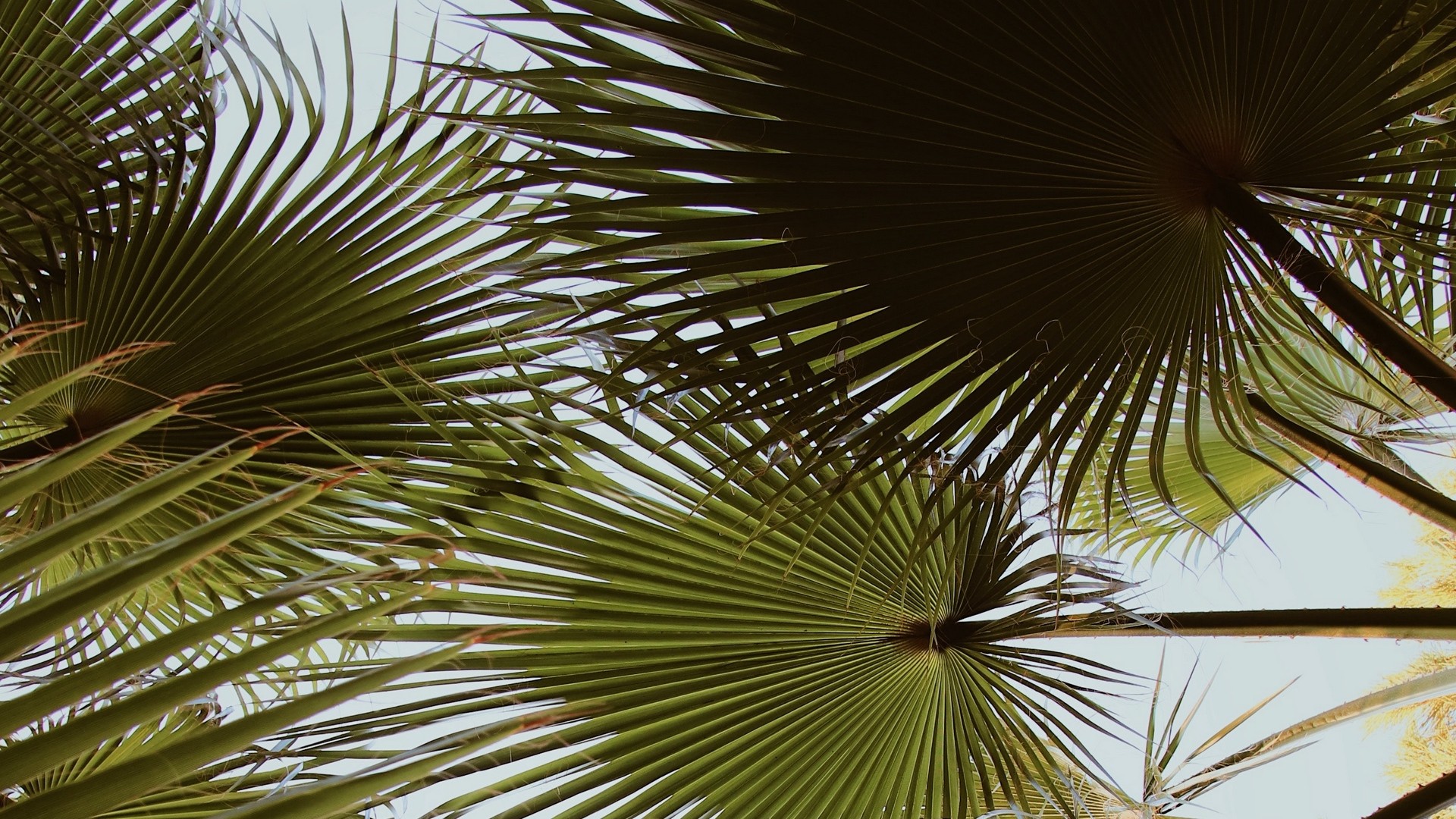 1920x1080 wallpapers: palm, branches, leaves, green (image)