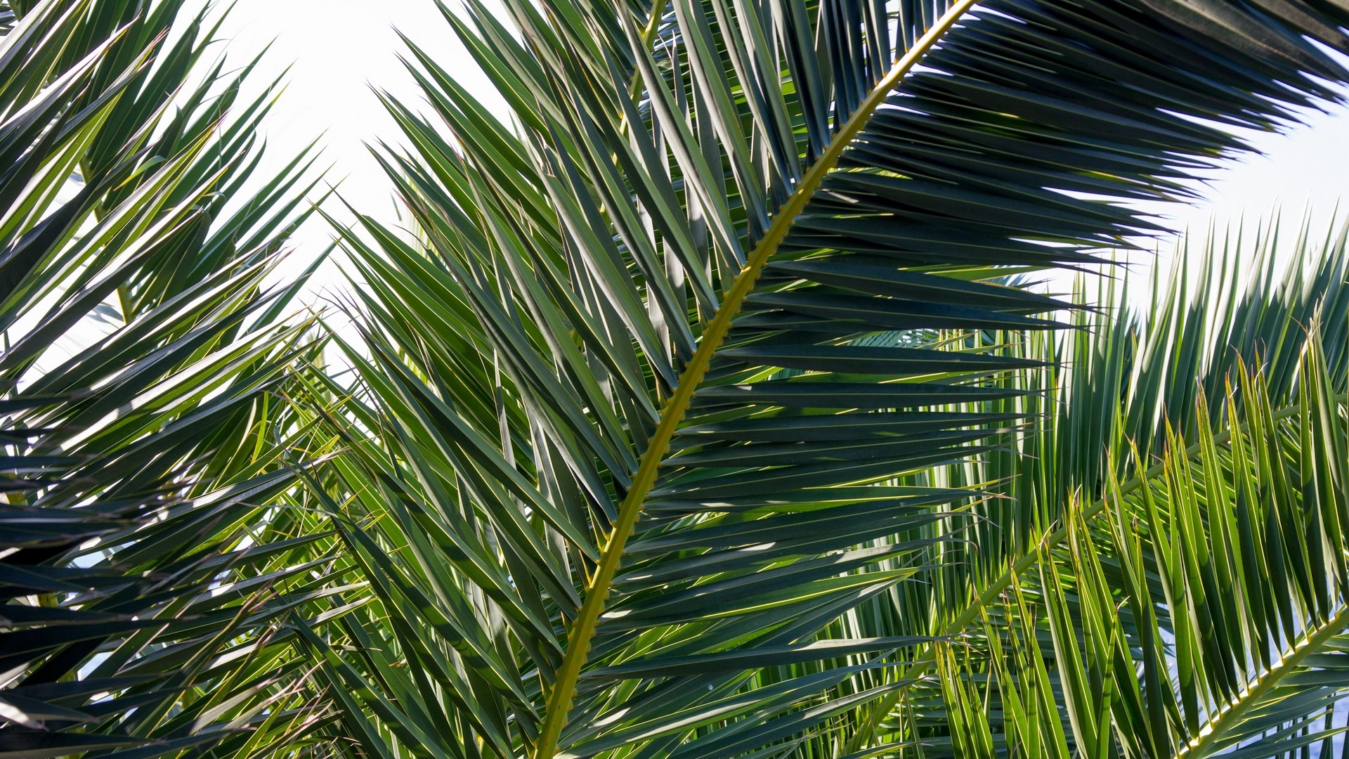 1920x1080 wallpapers: palm tree, branches, plant, stylish (image)