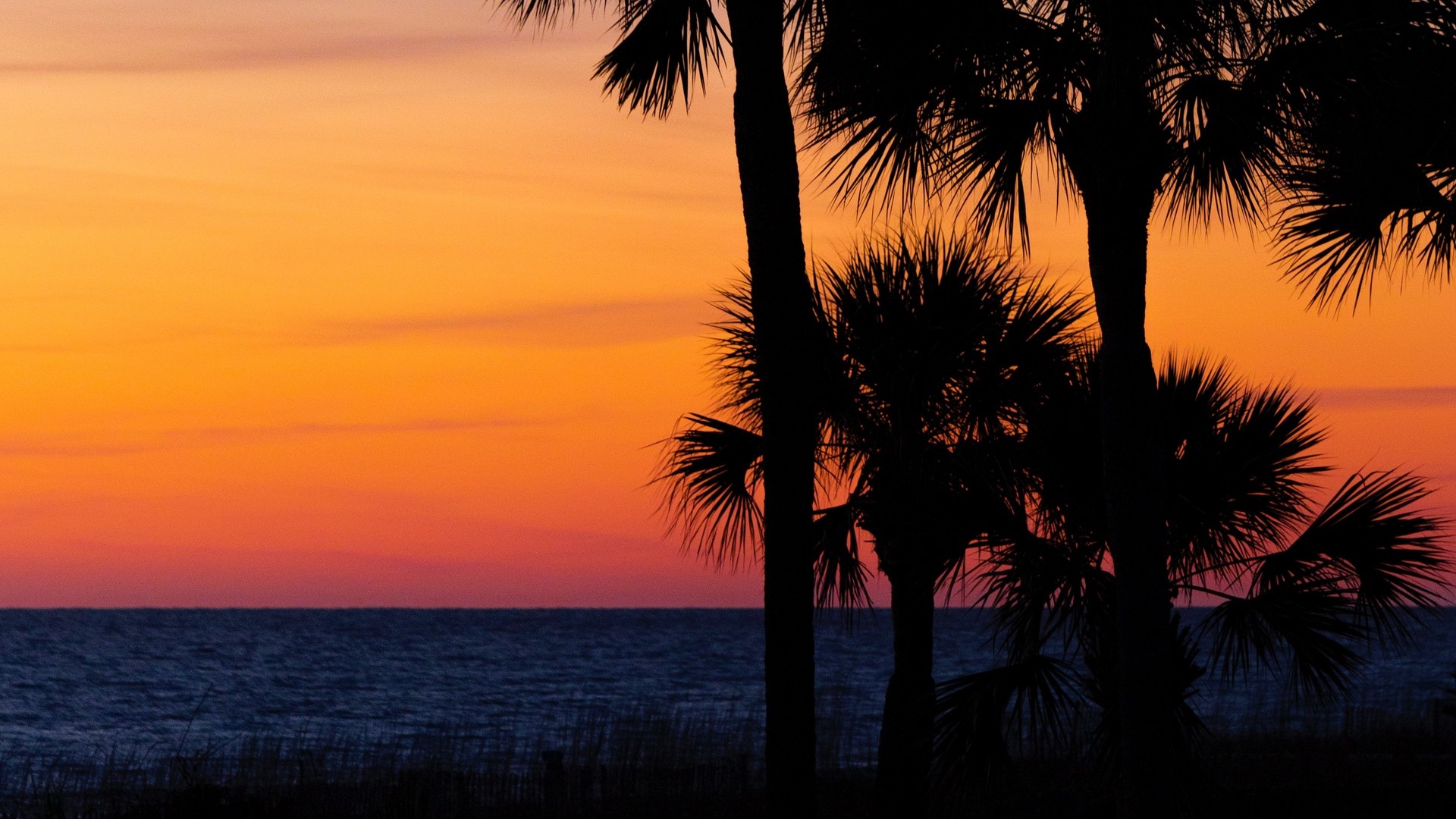 1920x1080 wallpapers: palm trees, trees, sunset, branches, horizon, dark (image)