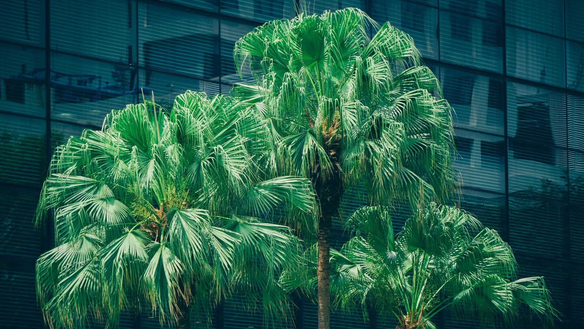 1920x1080 wallpapers: palm trees, foliage (image)