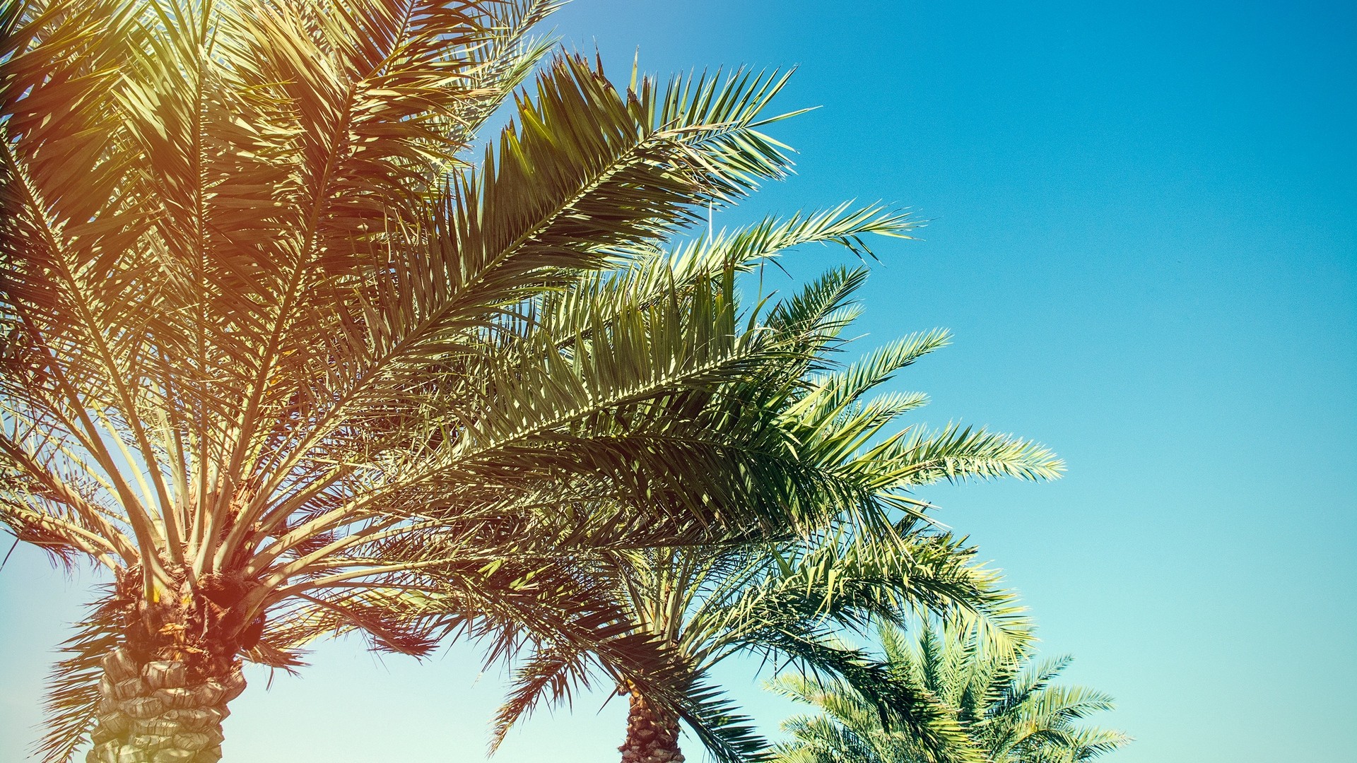1920x1080 wallpapers: palm trees, trees, branches, sunlight (image)