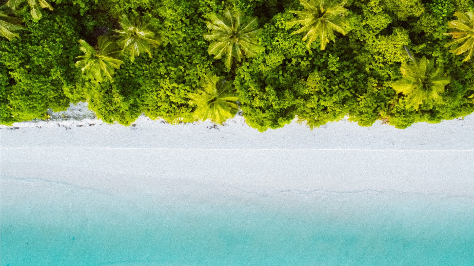 1920x1080 wallpapers: palm trees, the ocean, top view, maldives, the beach (image)