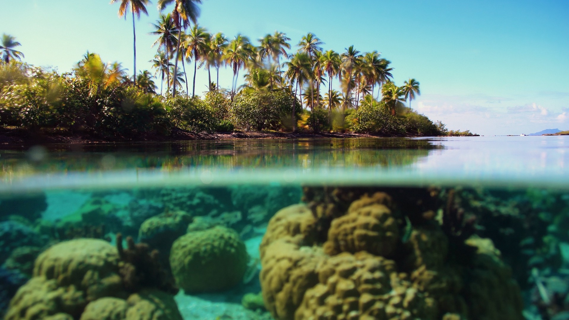 1920x1080 wallpapers: palm trees, island, underwater, corals, light blue (image)