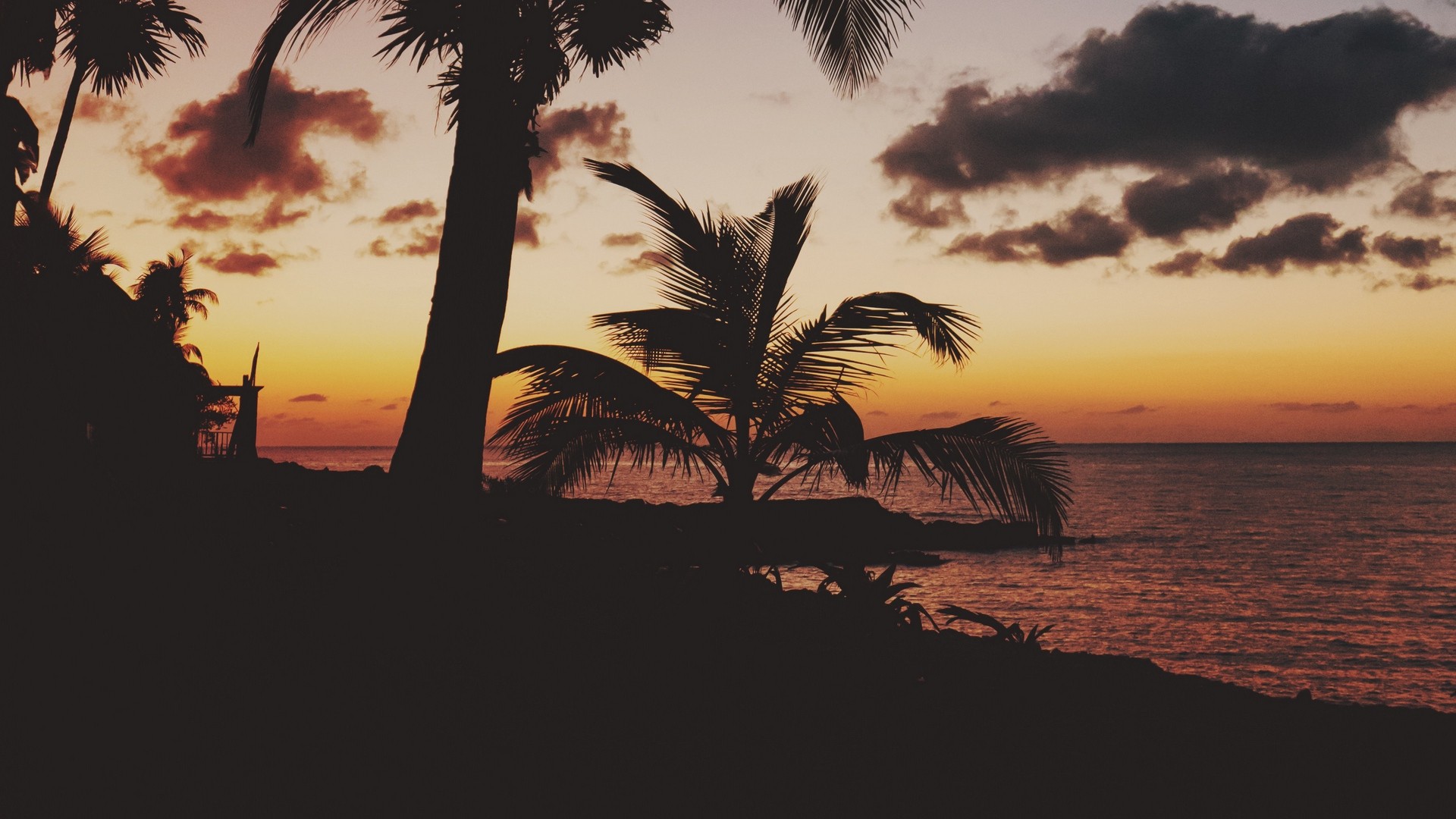 1920x1080 wallpapers: palm trees, tropics, sunset, branches (image)