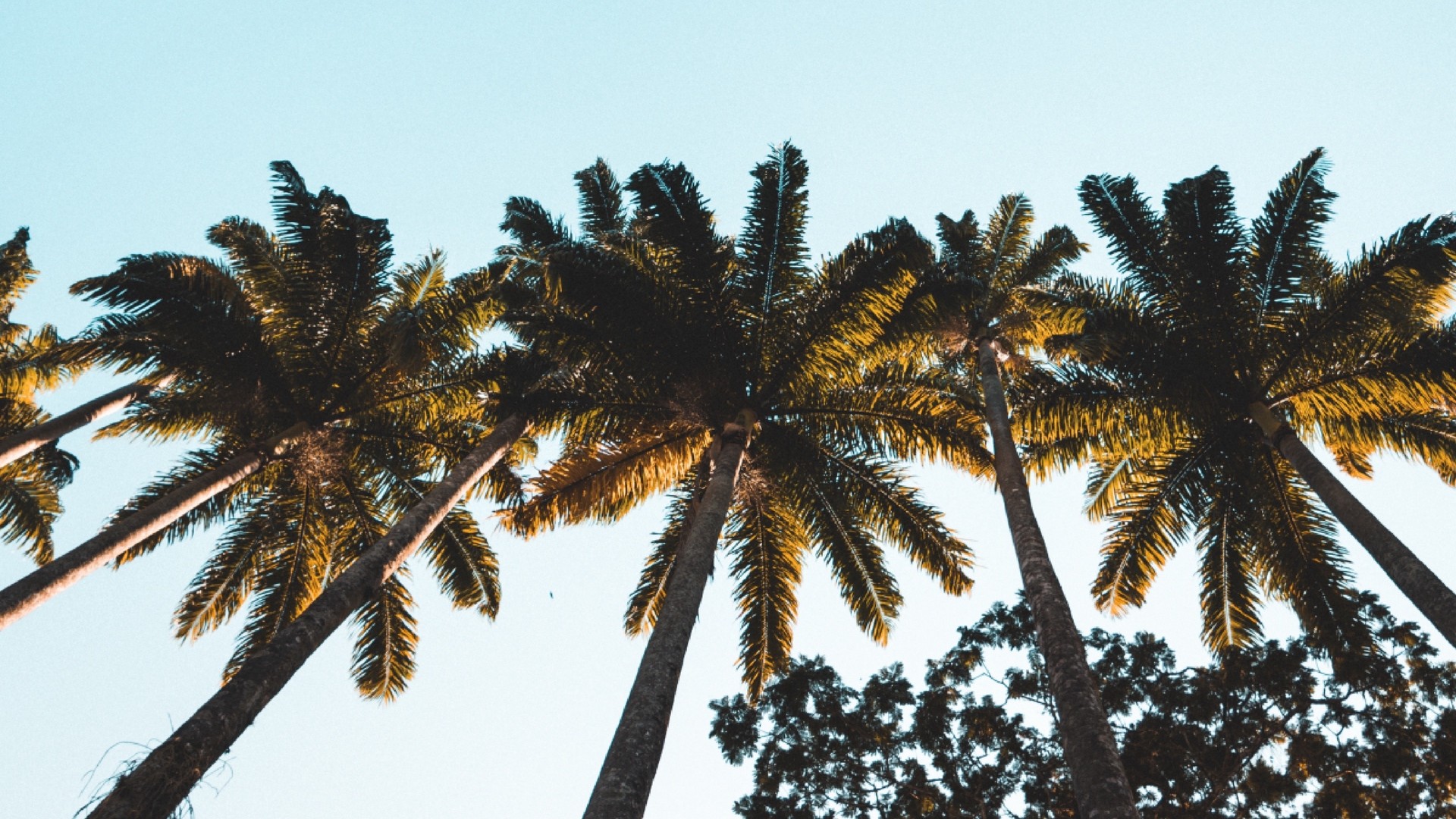 1920x1080 wallpapers: palm trees, treetops, crowns, trees (image)