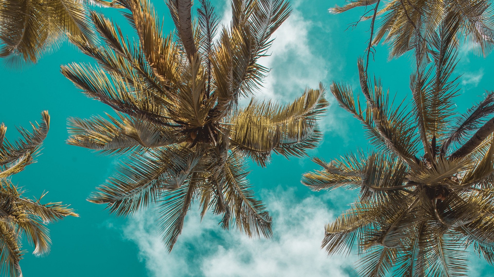 1920x1080 wallpapers: palm trees, bottom view, clouds, sky, tropics, leaves (image)
