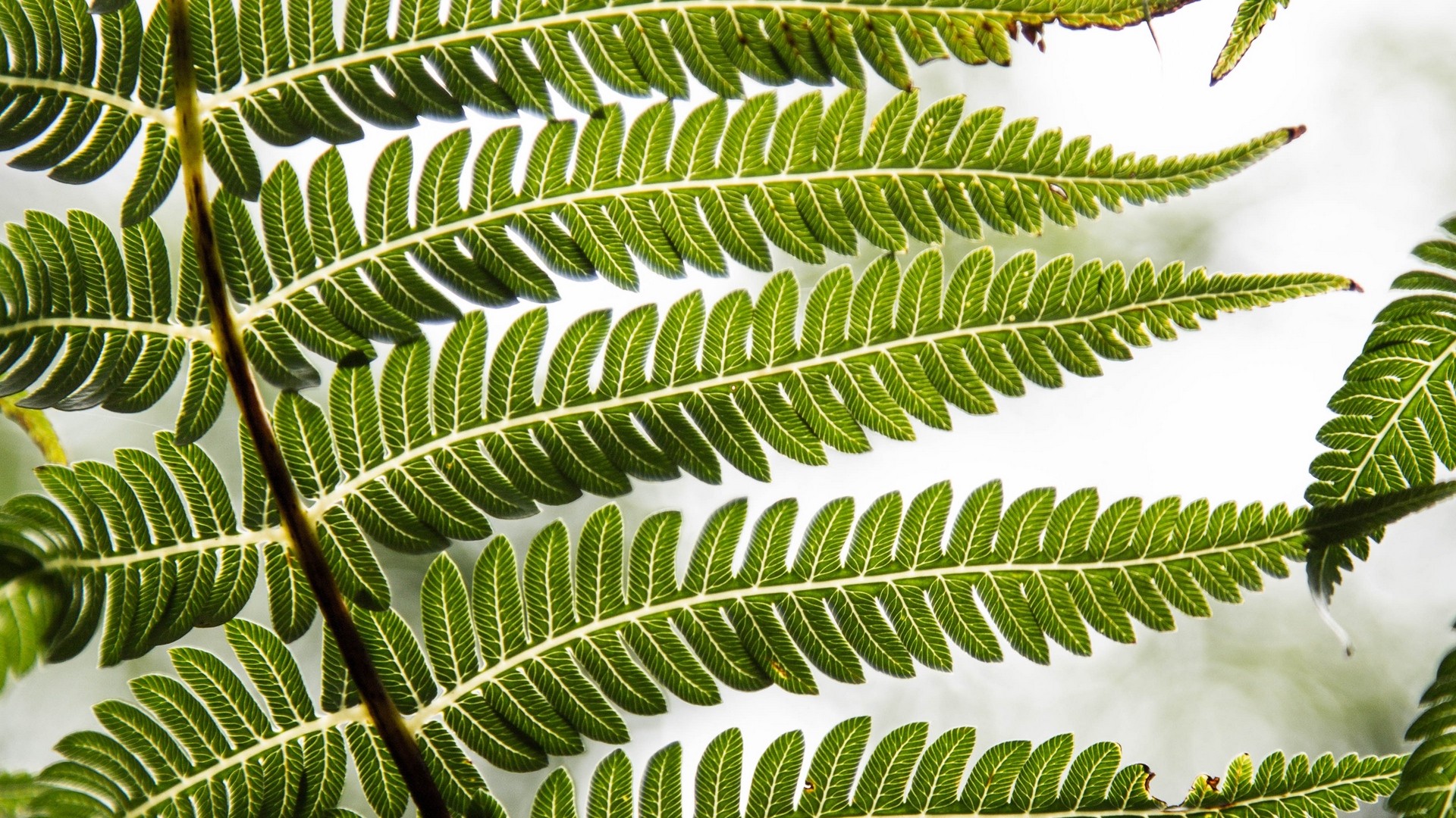 1920x1080 wallpapers: fern, leaf, plant, carved (image)