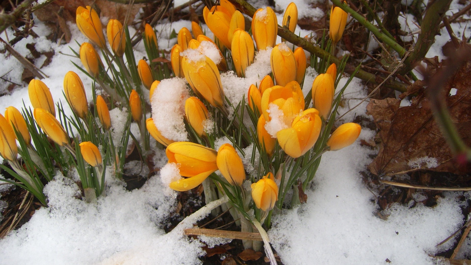 1920x1080 wallpapers: snowdrops, yellow, snow, spring (image)