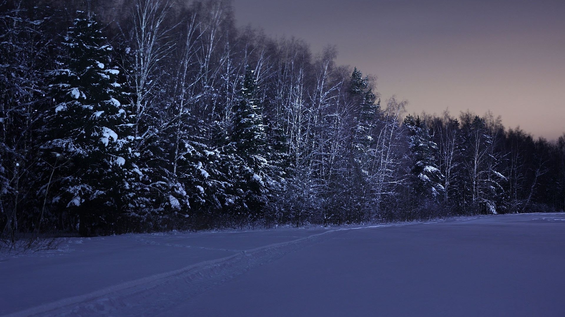 フィールド 木 雪 冬 夜 写真 写真 デスクトップ壁紙