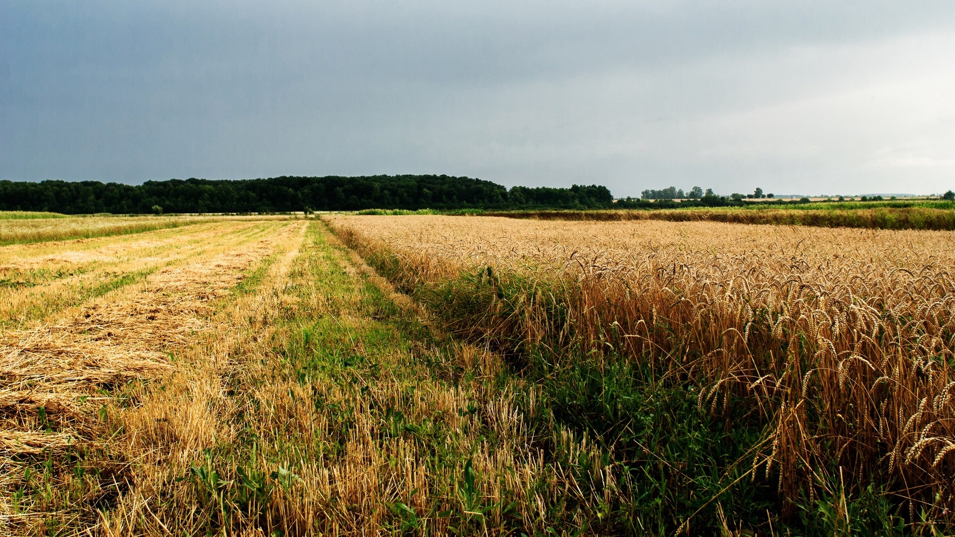 1920x1080 wallpapers: field, agriculture, Ukraine (image)