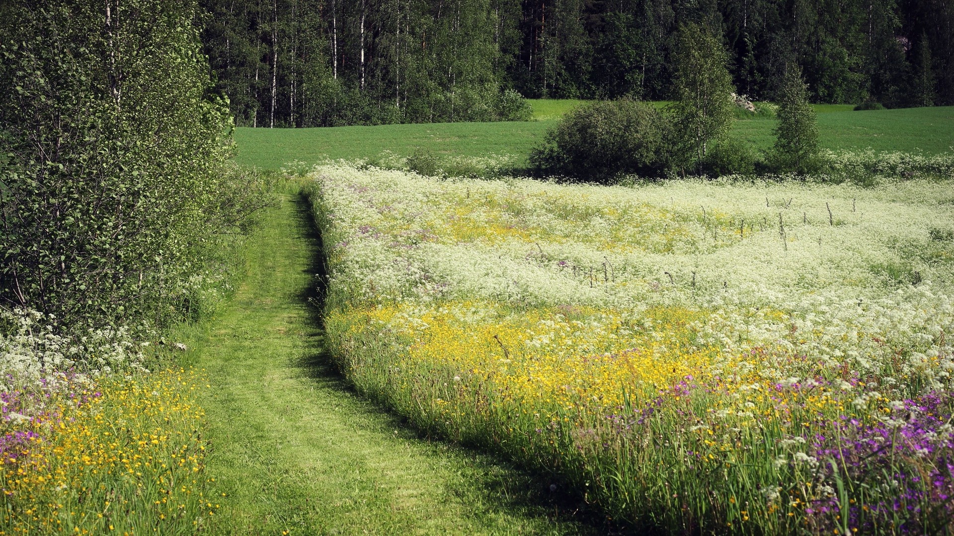 1920x1080 wallpapers: field, grass, flowers, summer, track, June (image)