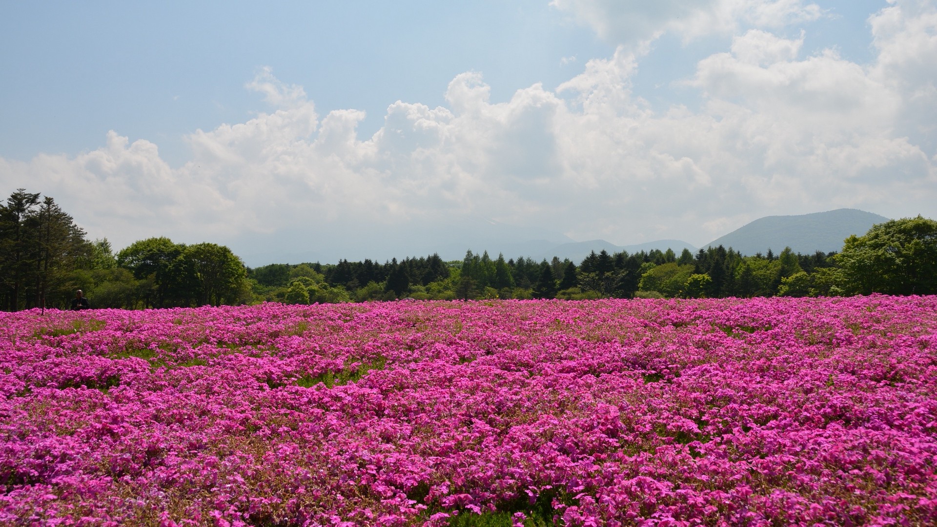 1920x1080 wallpapers: field, flowers, pink, summer (image)