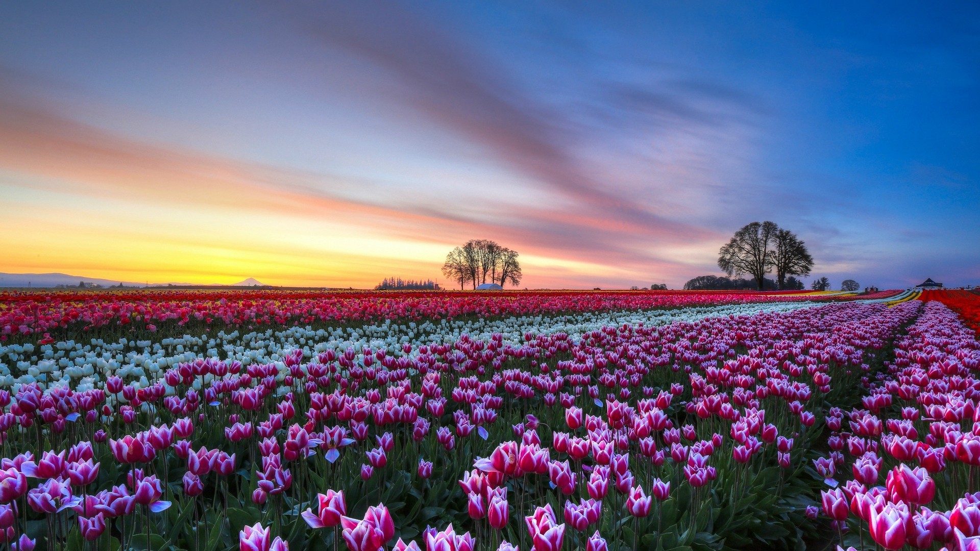 Feld Tulpen bunt Blumen B 228 ume Abend Sonnenuntergang Himmel 