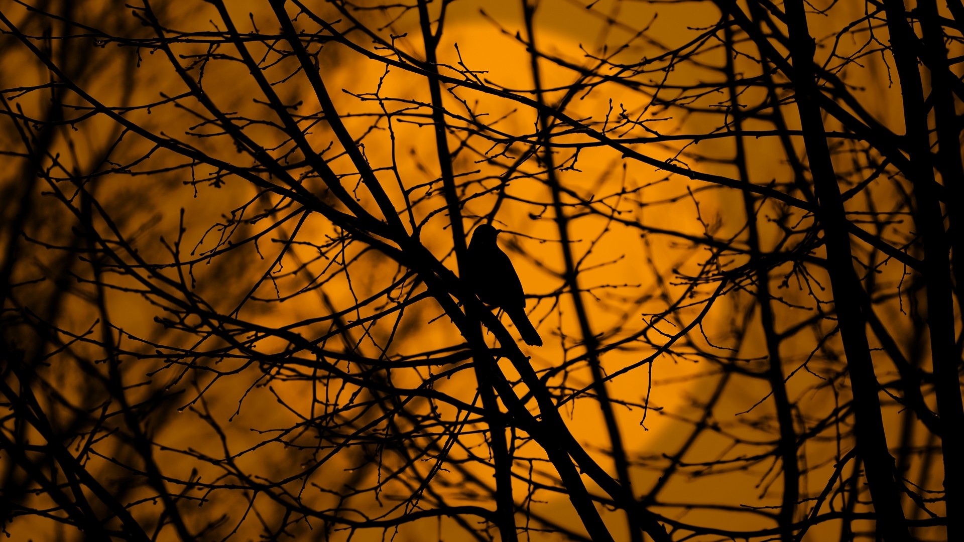 1920x1080 wallpapers: bird, trees, silhouette, branches, beautiful (image)