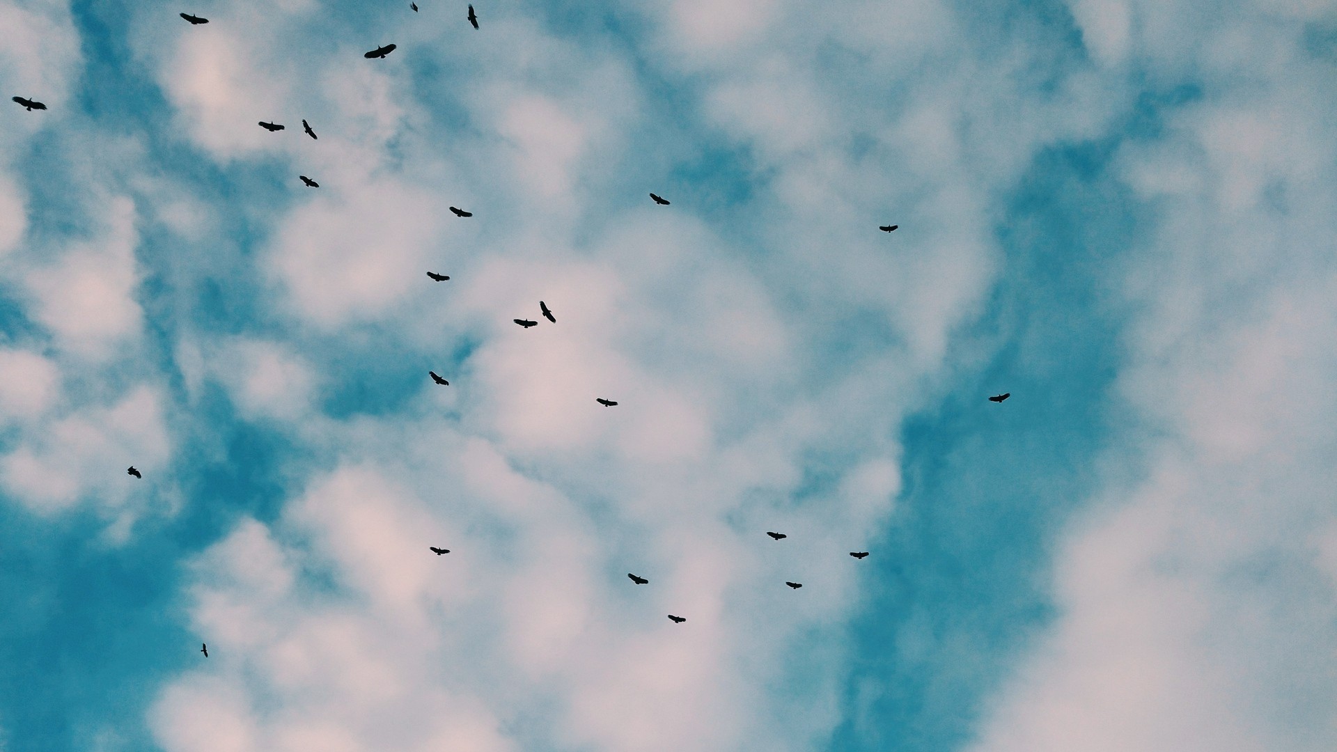 鳥 群れ 空 雲 写真 写真 デスクトップ壁紙