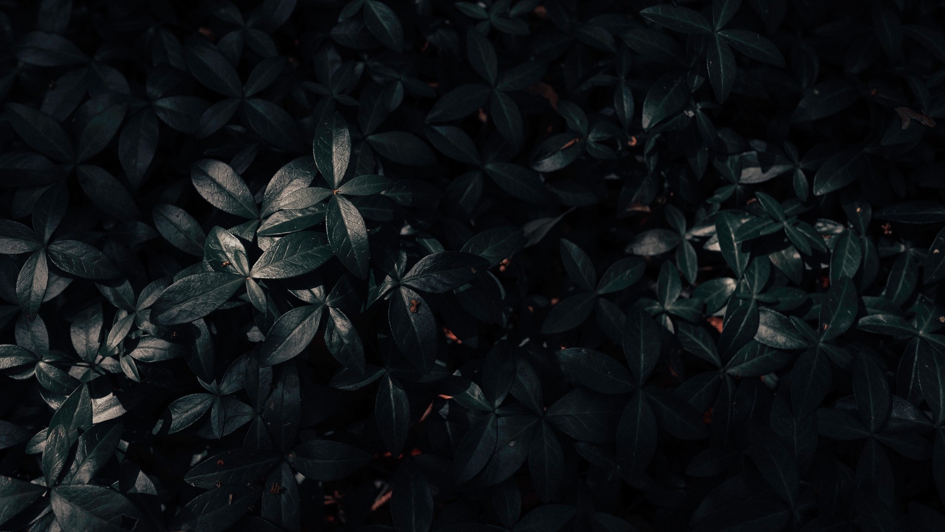 植物 葉 暗い 写真 写真 デスクトップ壁紙