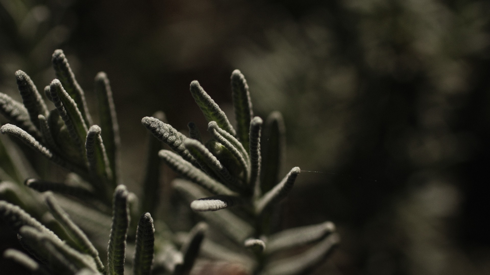 1920x1080 wallpapers: plant, branch, blur (image)