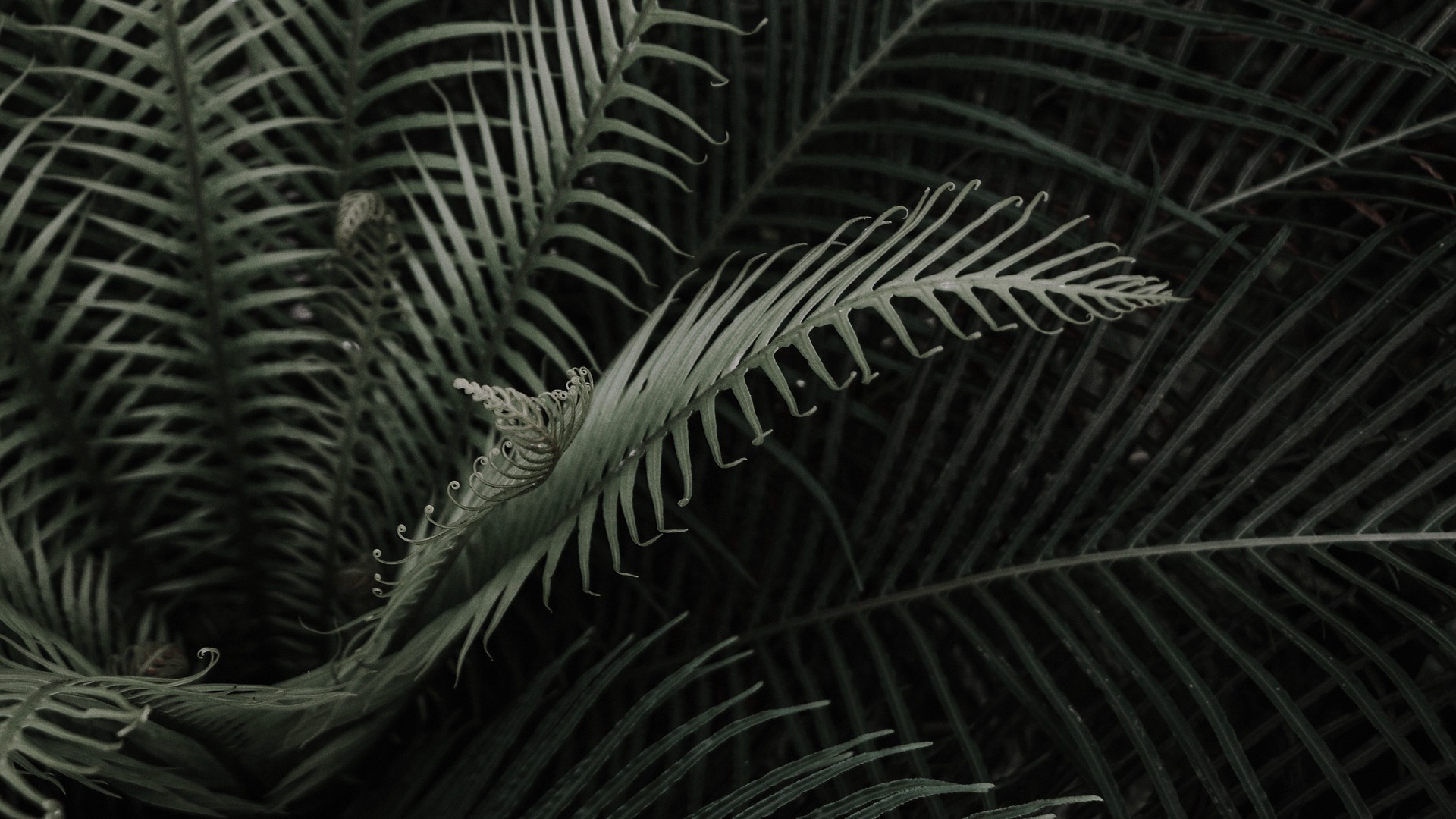 1920x1080 wallpapers: plant, branches, leaves (image)