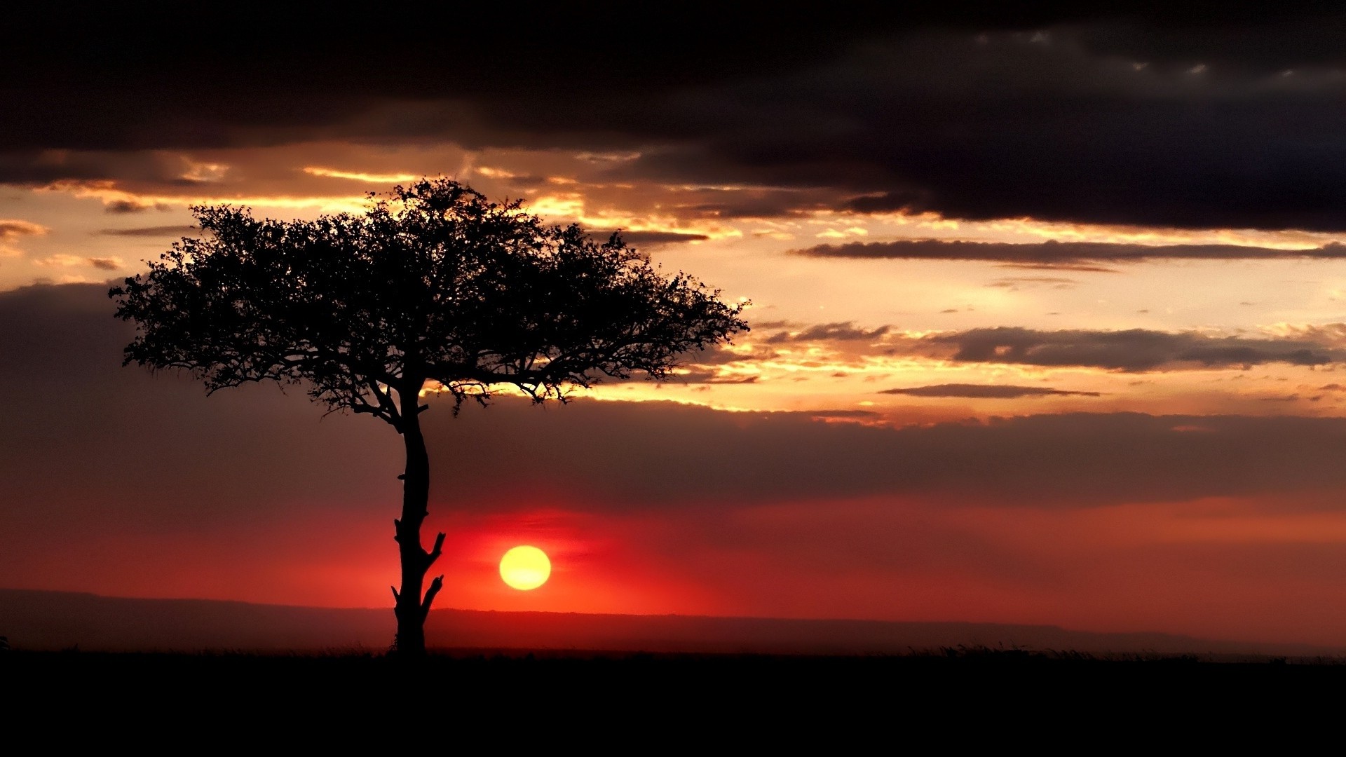 1920x1080 wallpapers: savannah, tree, lonely, the sun, evening (image)
