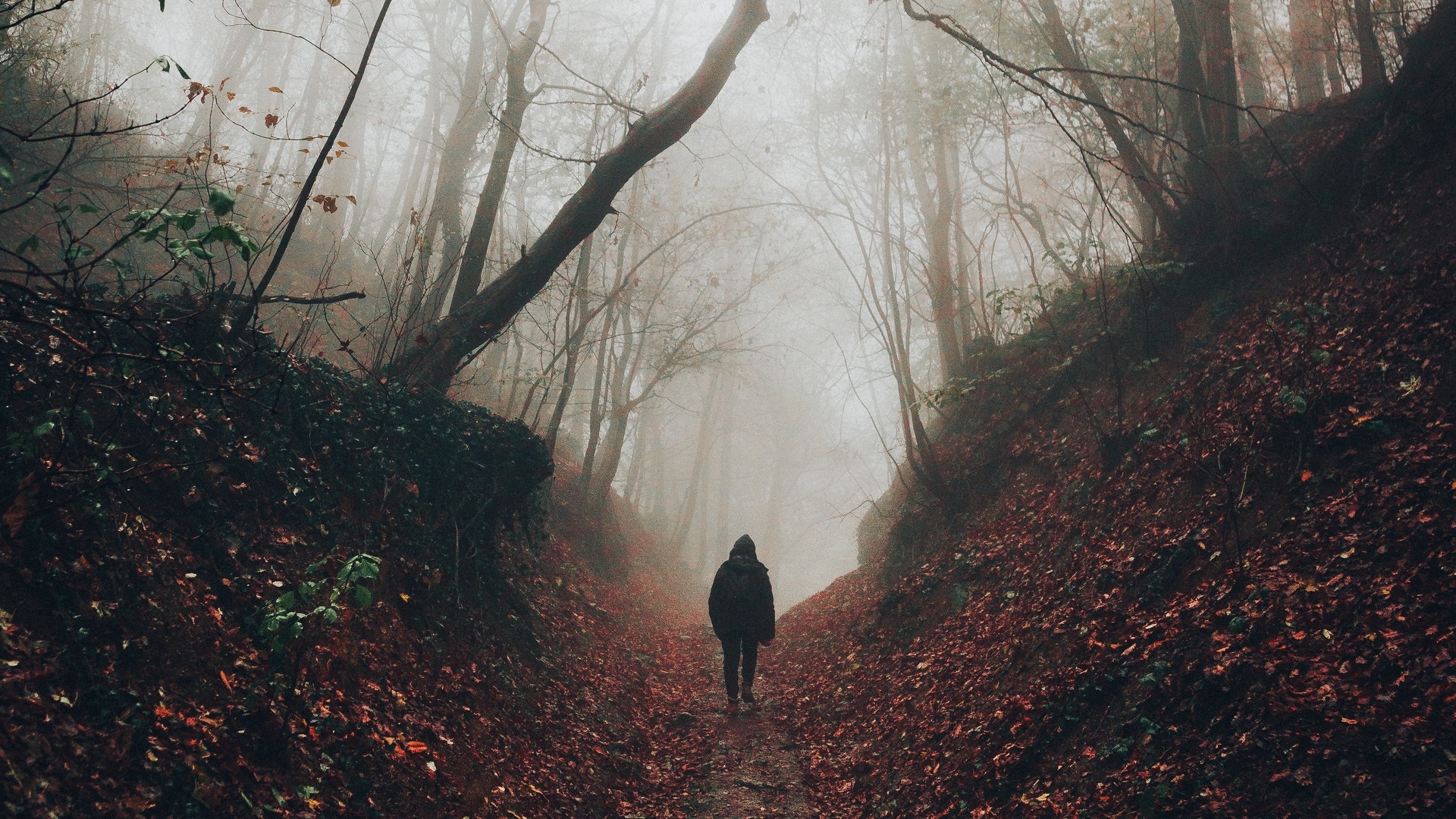 1920x1080 wallpapers: silhouette, fog, forest, loneliness, walk (image)