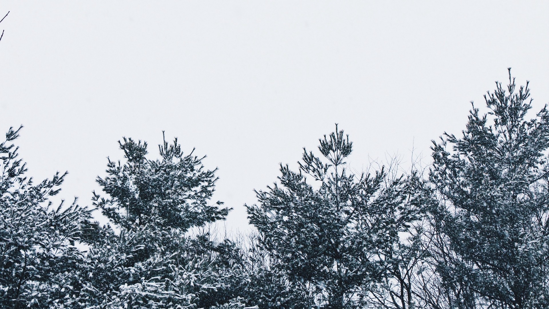 1920x1080 wallpapers: snow, trees, sky, white (image)