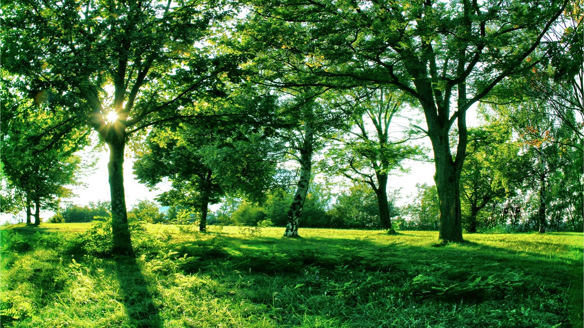 1920x1080 wallpapers: sun, light, trees, branches, alley, green, grass, summer, fast (image)