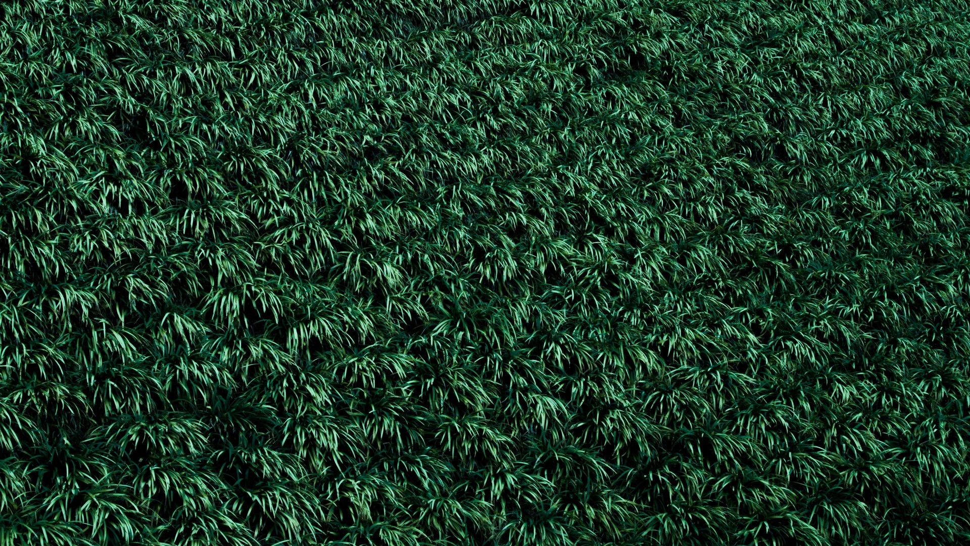 草 芝生 植物 写真 写真 デスクトップ壁紙
