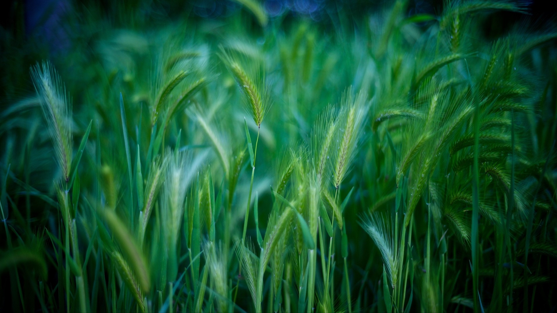 1920x1080 wallpapers: grass, ears, green (image)