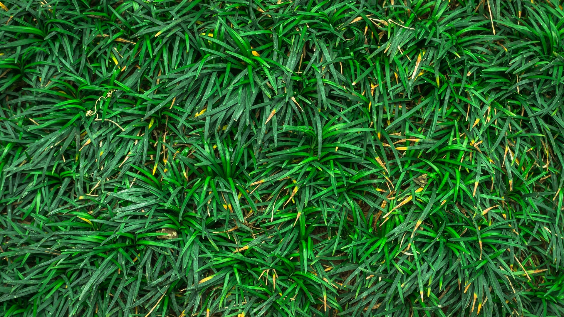 1920x1080 wallpapers: grass, close up, green (image)