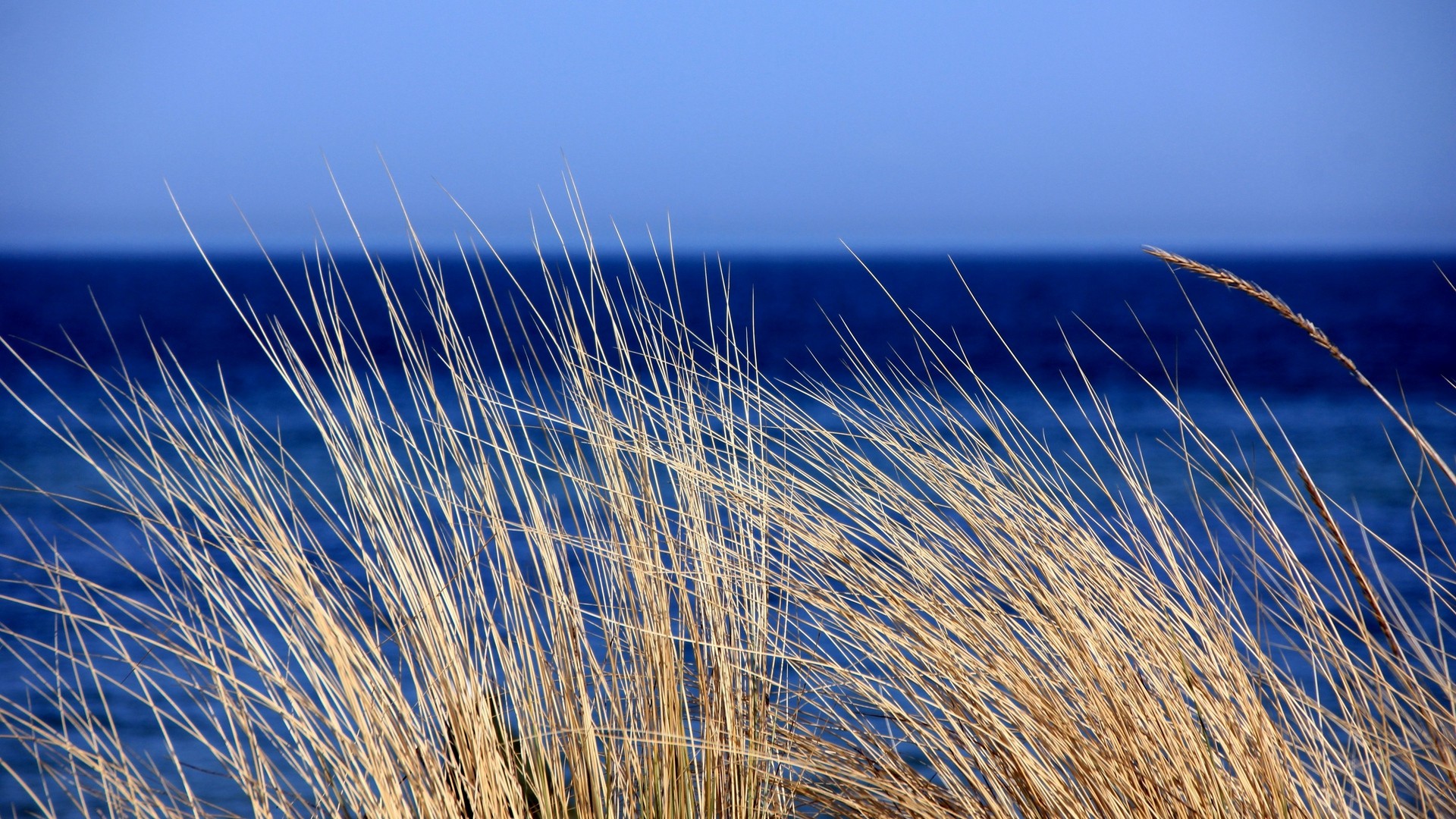 1920x1080 wallpapers: grass, sea, wind, sky (image)