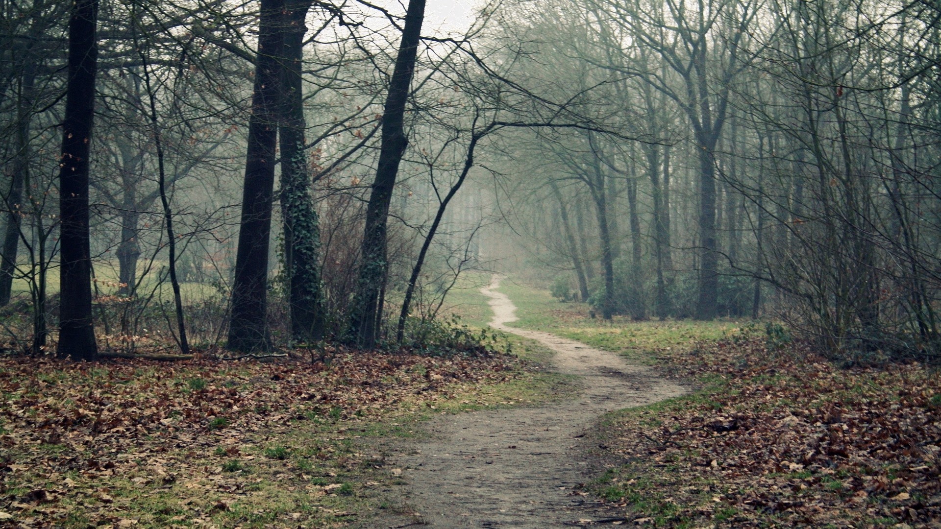 1920x1080 wallpapers: trail, forest, leaves, earth, emptiness, fog, damp (image)