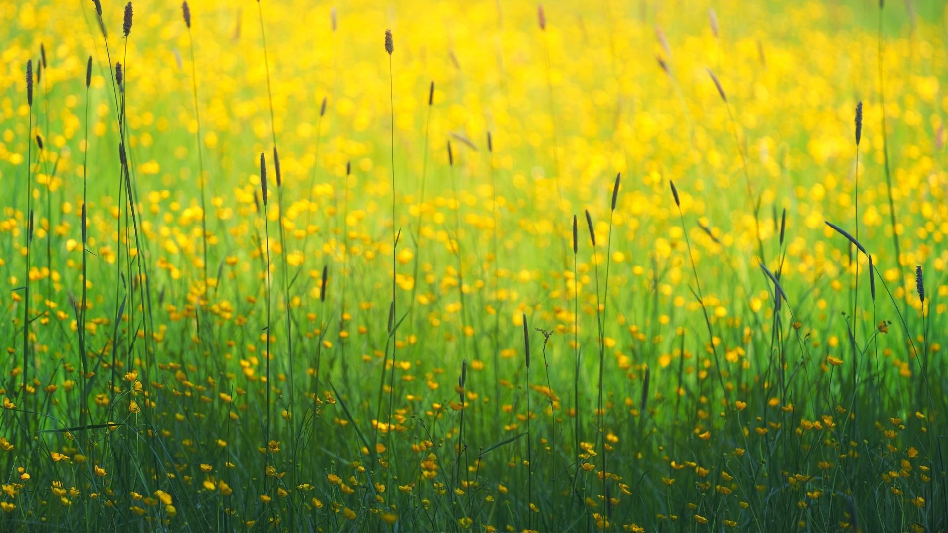 1920x1080 wallpapers: flowers, field, yellow, grass (image)