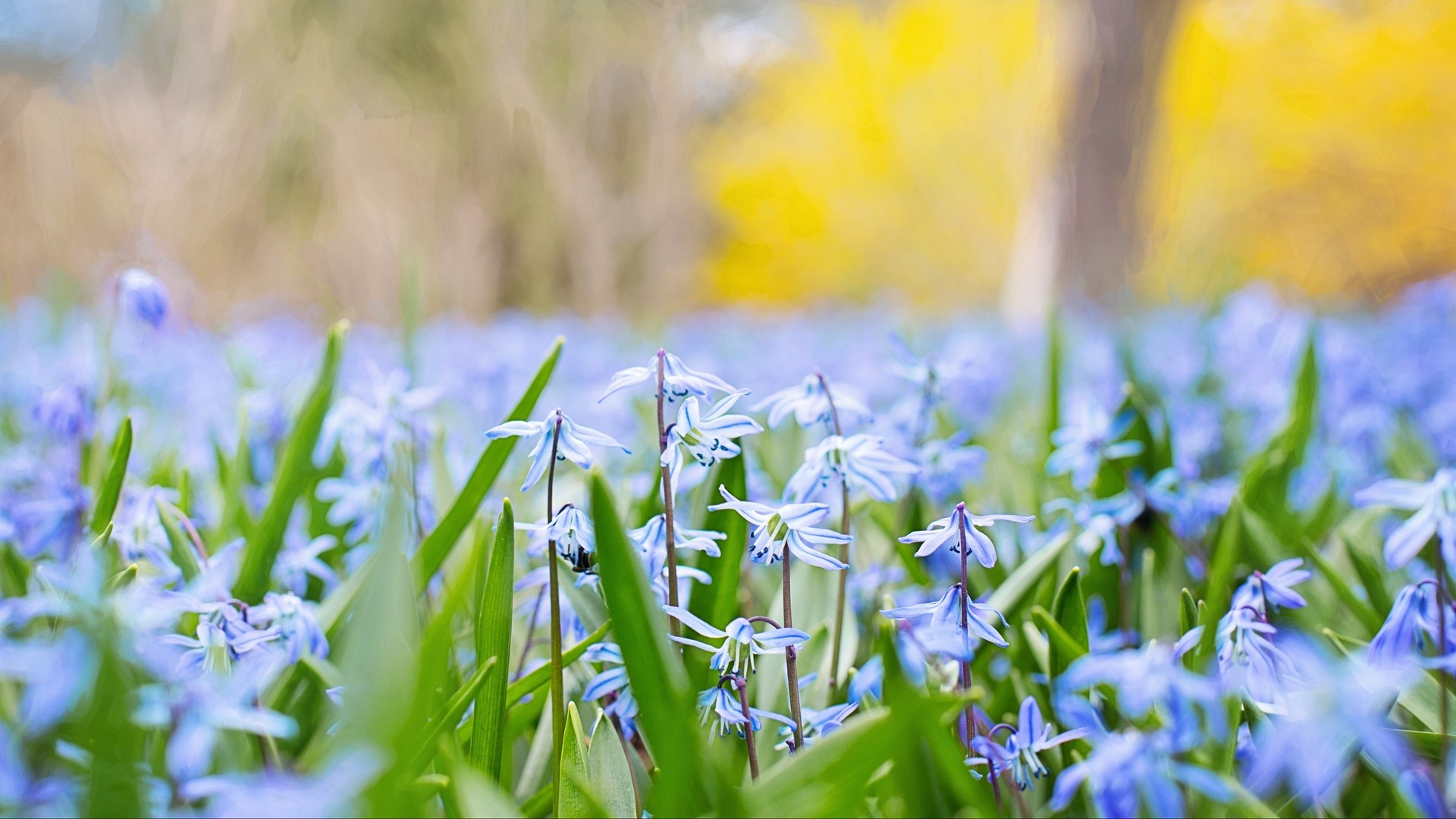 花 草 フィールド ぼかし 写真 写真 デスクトップ壁紙