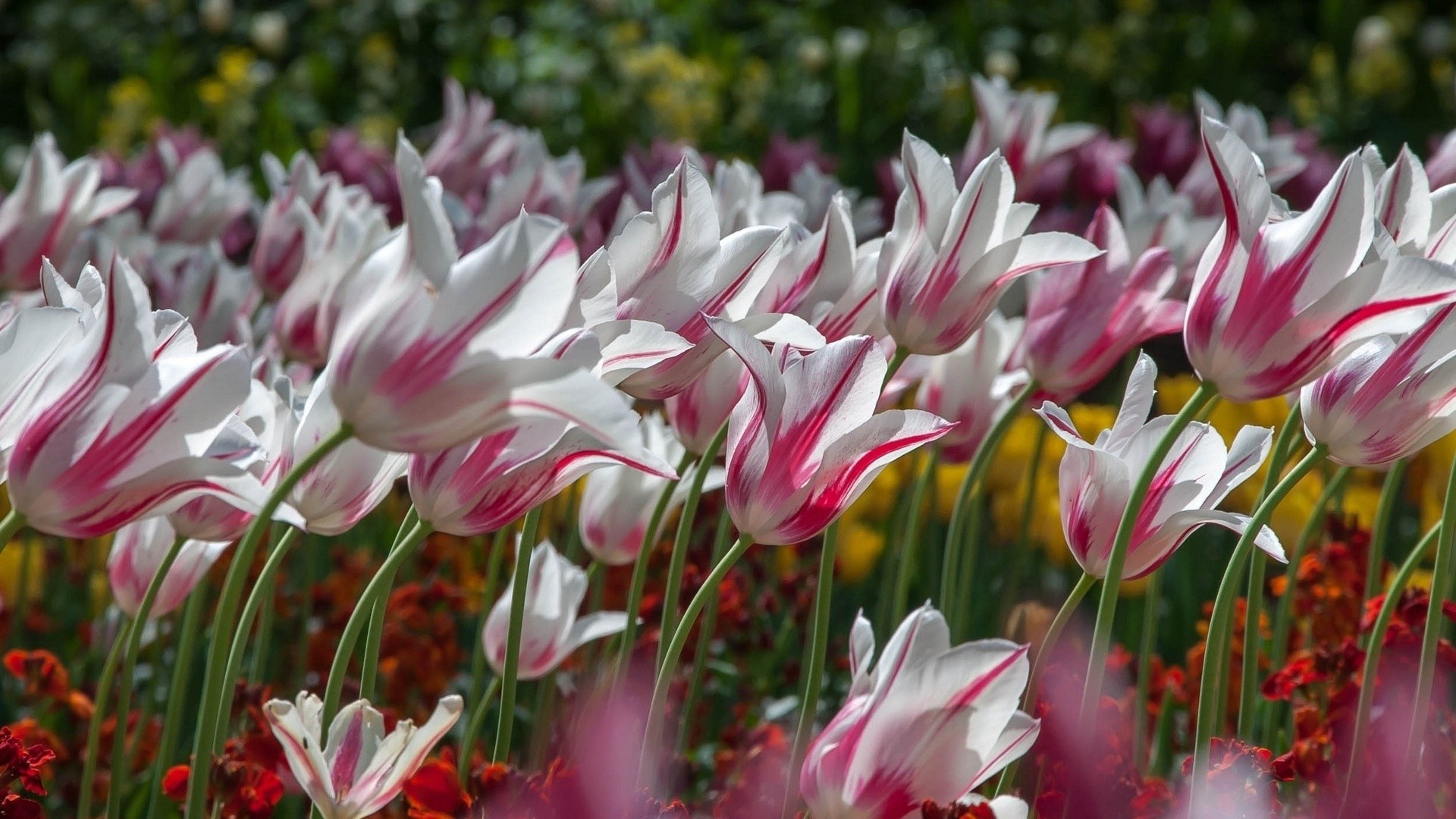 1920x1080 wallpapers: tulips, flowers, striped (image)