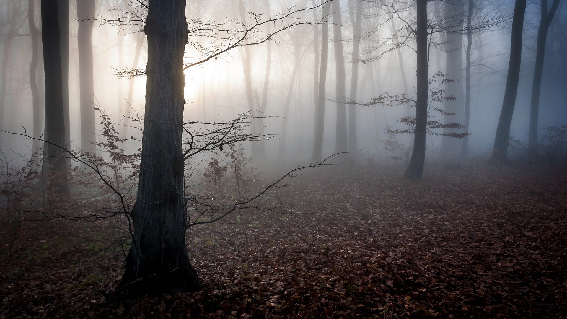 1920x1080 wallpapers: hungary, trees, fog, autumn (image)