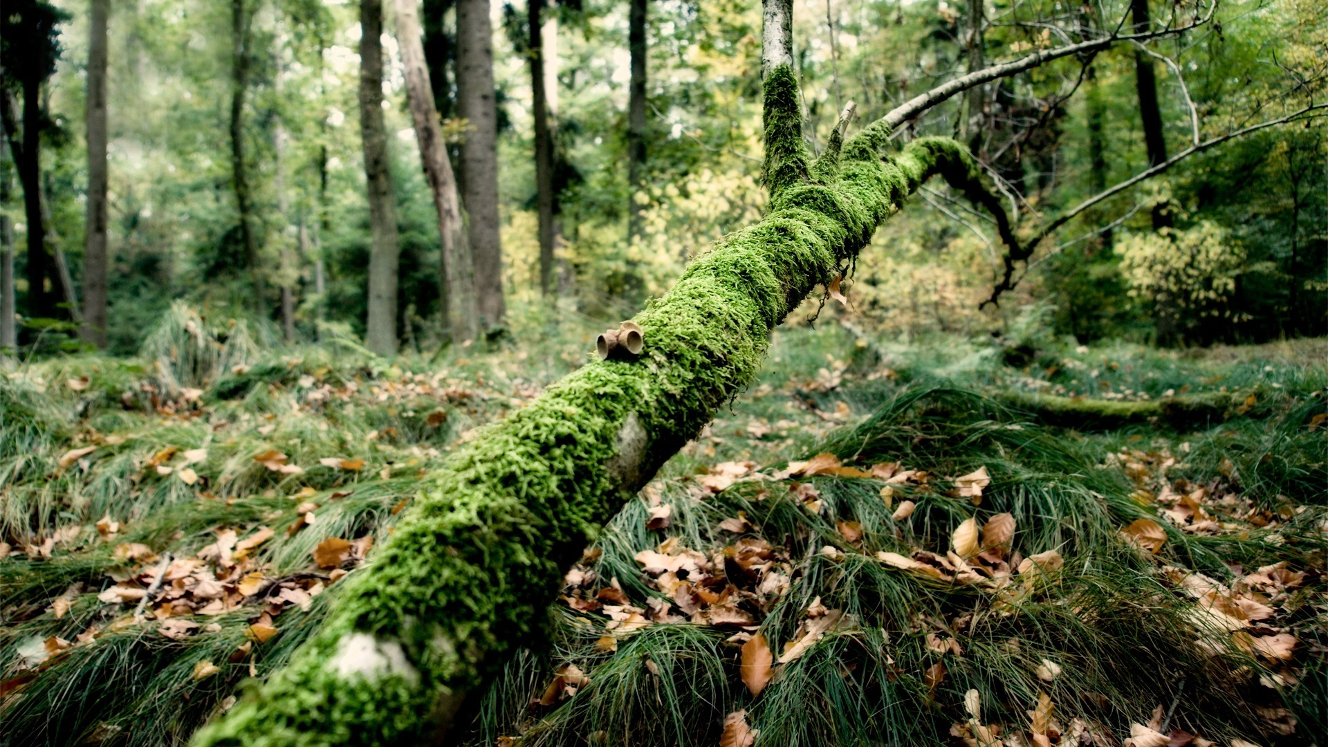 1920x1080 wallpapers: ast, moos, baum, gras, feuchtigkeit, herbst (image)